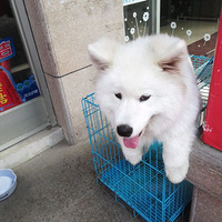 ���Ѿ�������ѩ����ɵ���һֻ���ܡ�