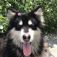 ��Ҫ�������������