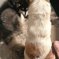 ɹ̫���������顣