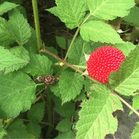 �ܾ�û����