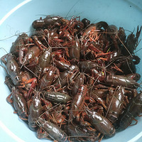 ��һ��С��Ϻ