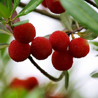 ��÷����