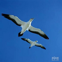 ֻ��ԧ�첻����