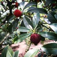 ���������ζ