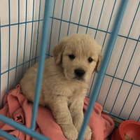 ��ħ��ʹ ��Ȯѱ����