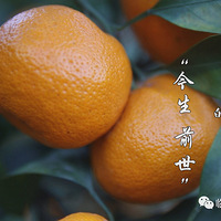 һֻӵġǰ