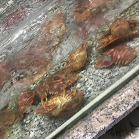 ���ʴ��