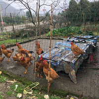 ̨������˯�¸���ȴ��ȣ��ɵ������˶���Ц���