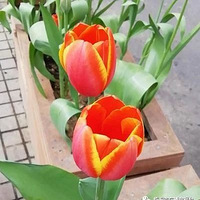 ���ɻ�������ס�֣�����ٺ������ӣ�