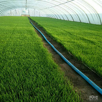 �����׵��峣���������