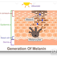 Ƥ�������Ǹ���ά�����⣬�ճ��������Ʒ�ɫ