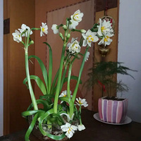 ��������вʺ�