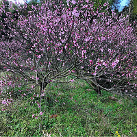 ������ǧ