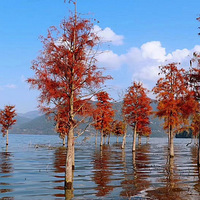 ����ʶ�ط���û��