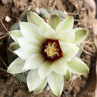 ����ͼ������