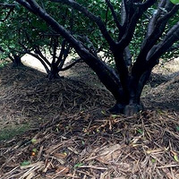 ϲѶ�������������༼���걨ȫ��ũҵ�Ļ��Ų��ˣ�