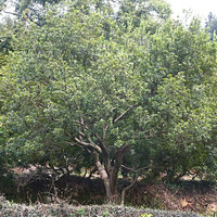 �ٴ���ح�Ƕ������������÷�����������������з���һ����ǰ����