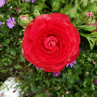 Լˣϣ520飬˺ããףںݵ