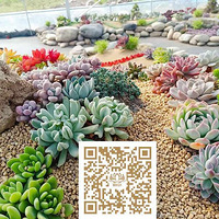 ���л��ܹ��ڳ����Ͷ���ֲ����������