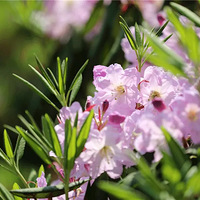 �����˳��߷壬��̨����������ʢ������Щ������