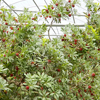 ���Ҷ�����÷���������²�������һ�