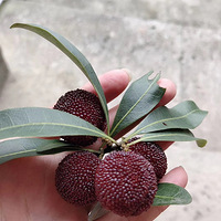 ������÷��С����ǿ���������÷�����ˣ�