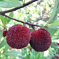 �ɾӶ�����÷