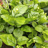 �������ƣ���ֲ��ڣ������辰����ҵ����