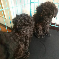 ����̩���г������������