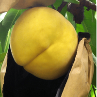 �����������ɲ�ժ