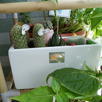 91�꣬���ˣ��޲����Ⱥ���30�����ڣ�Ը���������Ů��