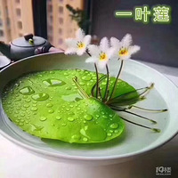 ��ֵ����һҶ��ϲ������ô(?��?)