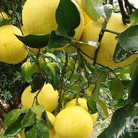 �ĵ���Ҫ������