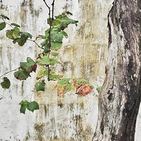 ������ҽ|����΢�������������������ɷ���ð