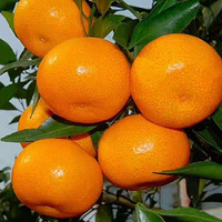 �����Լ���ֲ����ӿȪ�۽�