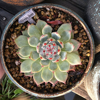 ���յĶ��������-1