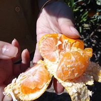 ӿȪ��ɽ����