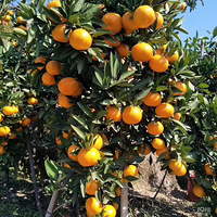 ���Ұ����