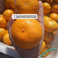 ӿȪɽ������