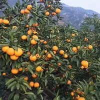 ���ϸ�������ӿȪ�۽��ˣ�����