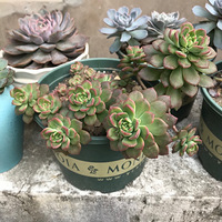 ��û��ϲ�������С���