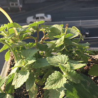 ʳ����ݳ��Ļ�����