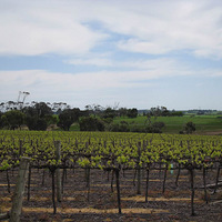 ���������������ѾƵĽ��ܣ��ʺ��������õ�һ����ؾƣ�