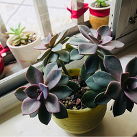 ����Ķ�������