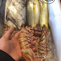 ����ٲ��˵ĺ���