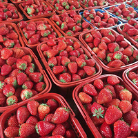 �Ͻ����ϲ�ݮĩ�೵����ƴ��ݮ��