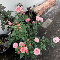 ϲ��մ���ǲ�