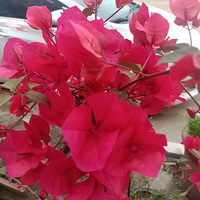 ����÷����