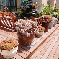 ̨�ݽ��л��ܶ���ֲ���������� ȫ�����ߣ�