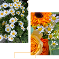 ��������˰������Ȧ��ʱ��Ԫ�أ�������